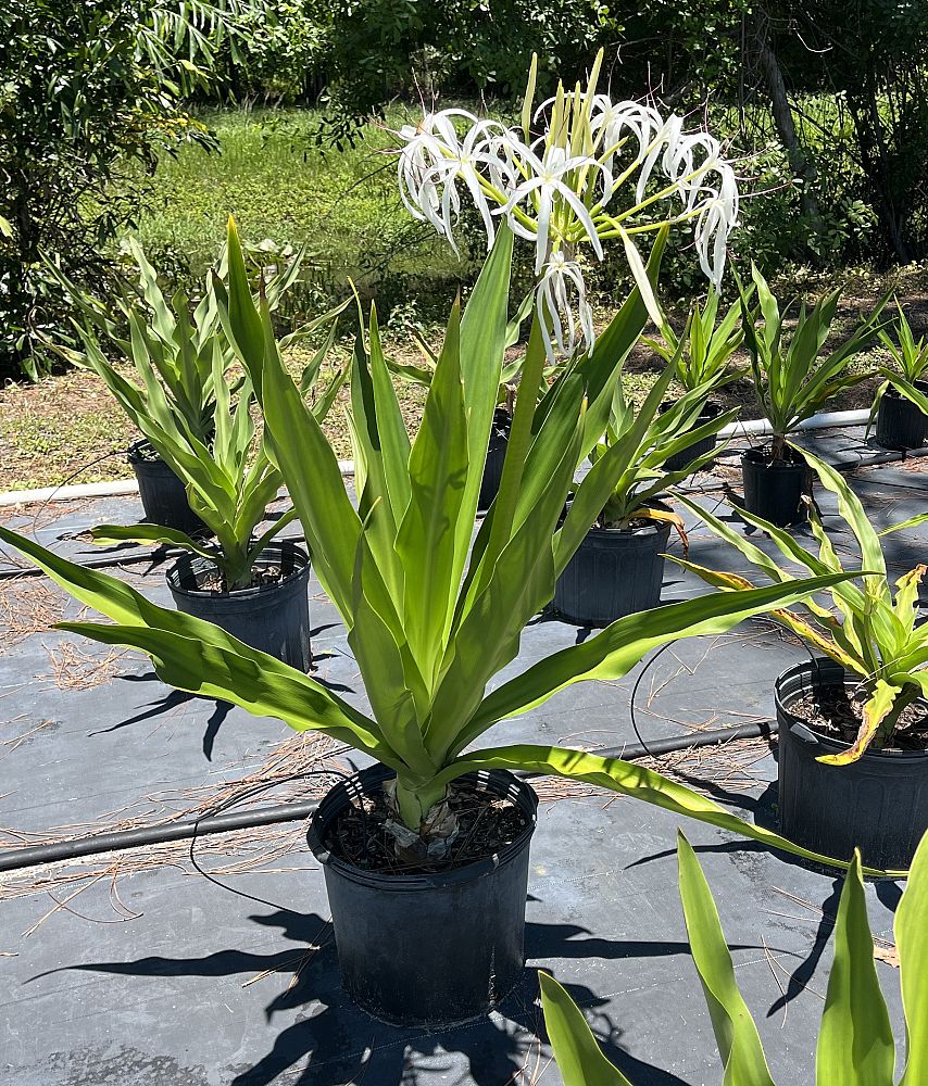 crinum-asiaticum-crinum-lily-tree-crinum