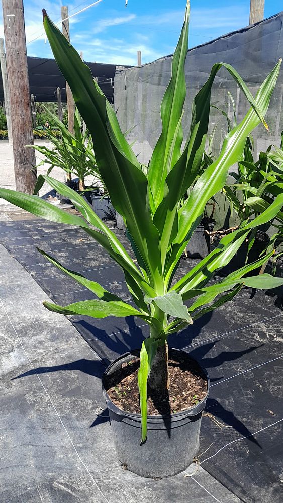 crinum-asiaticum-crinum-lily-tree-crinum