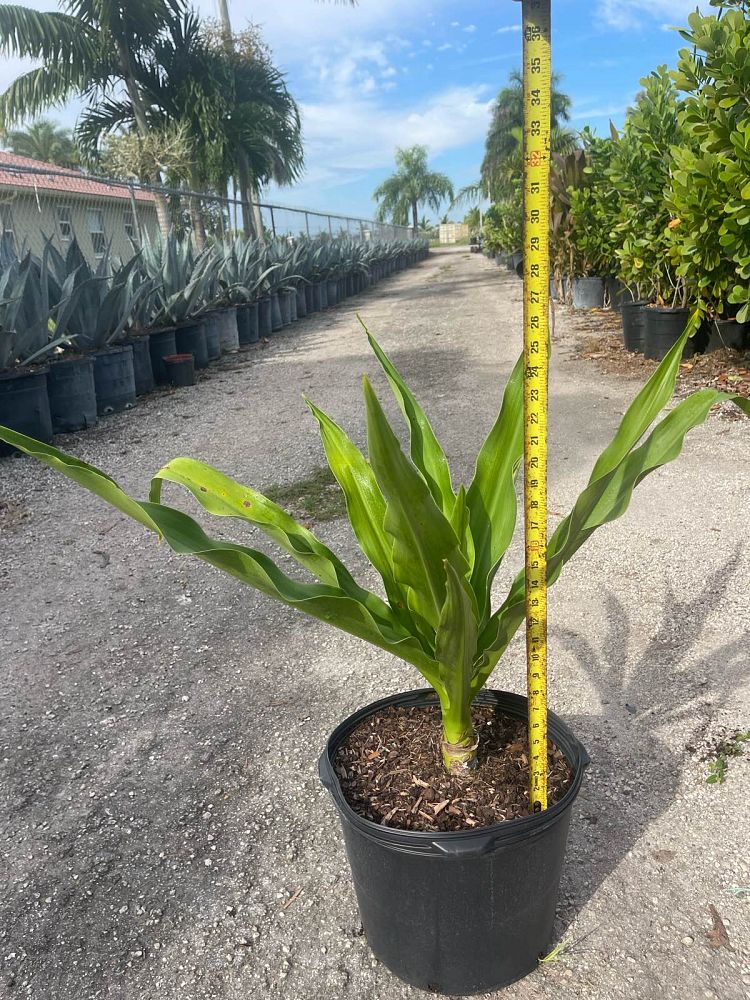 crinum-asiaticum-crinum-lily-tree-crinum