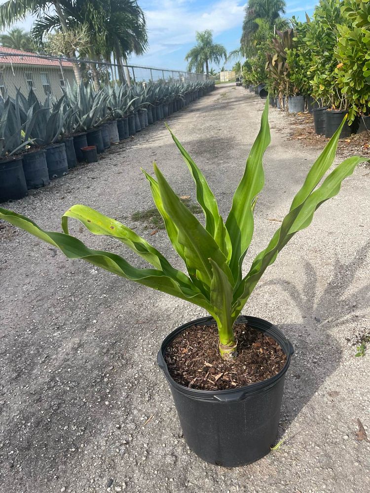 crinum-asiaticum-crinum-lily-tree-crinum