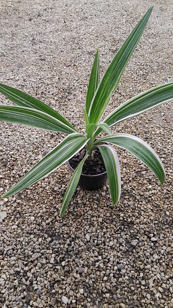 crinum-asiaticum-variegated-crinum-lily