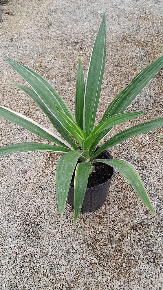 crinum-asiaticum-variegated-crinum-lily