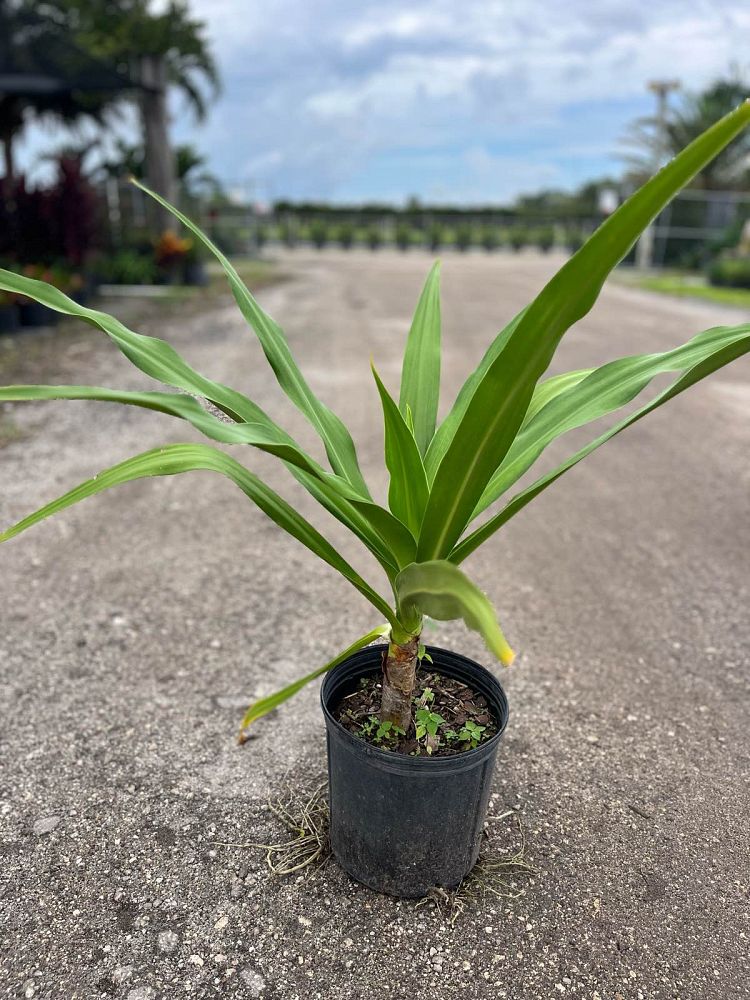 crinum-augustum-crinum-lily