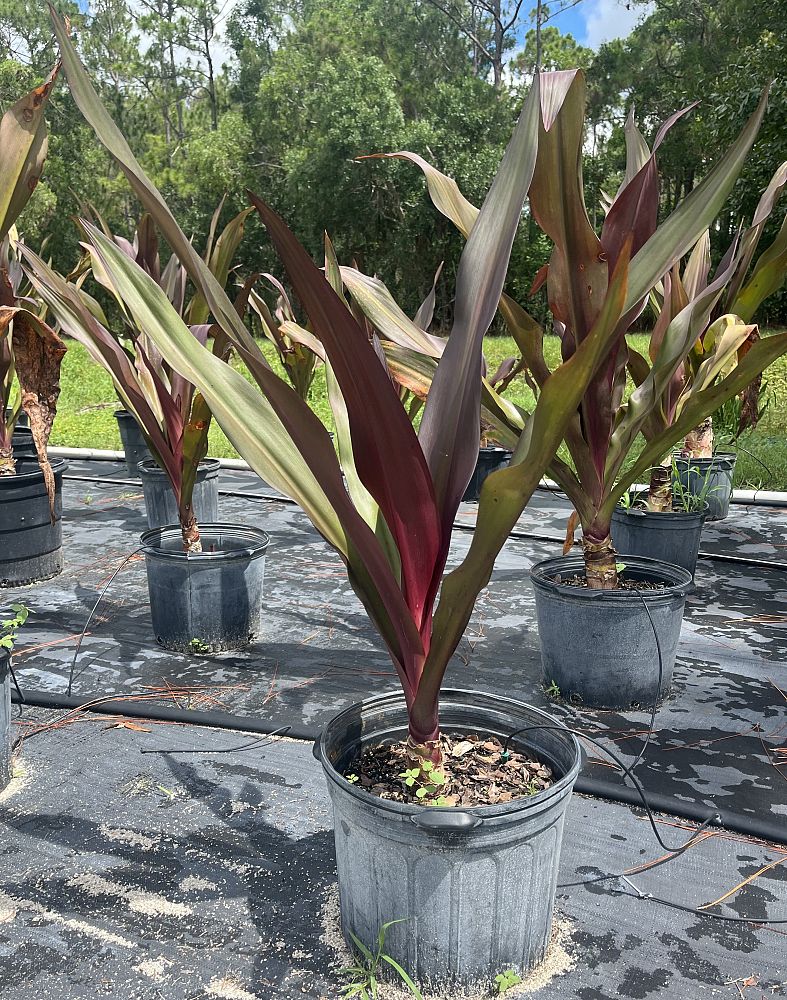 crinum-augustum-queen-emma-crinum-lily-queen-emma