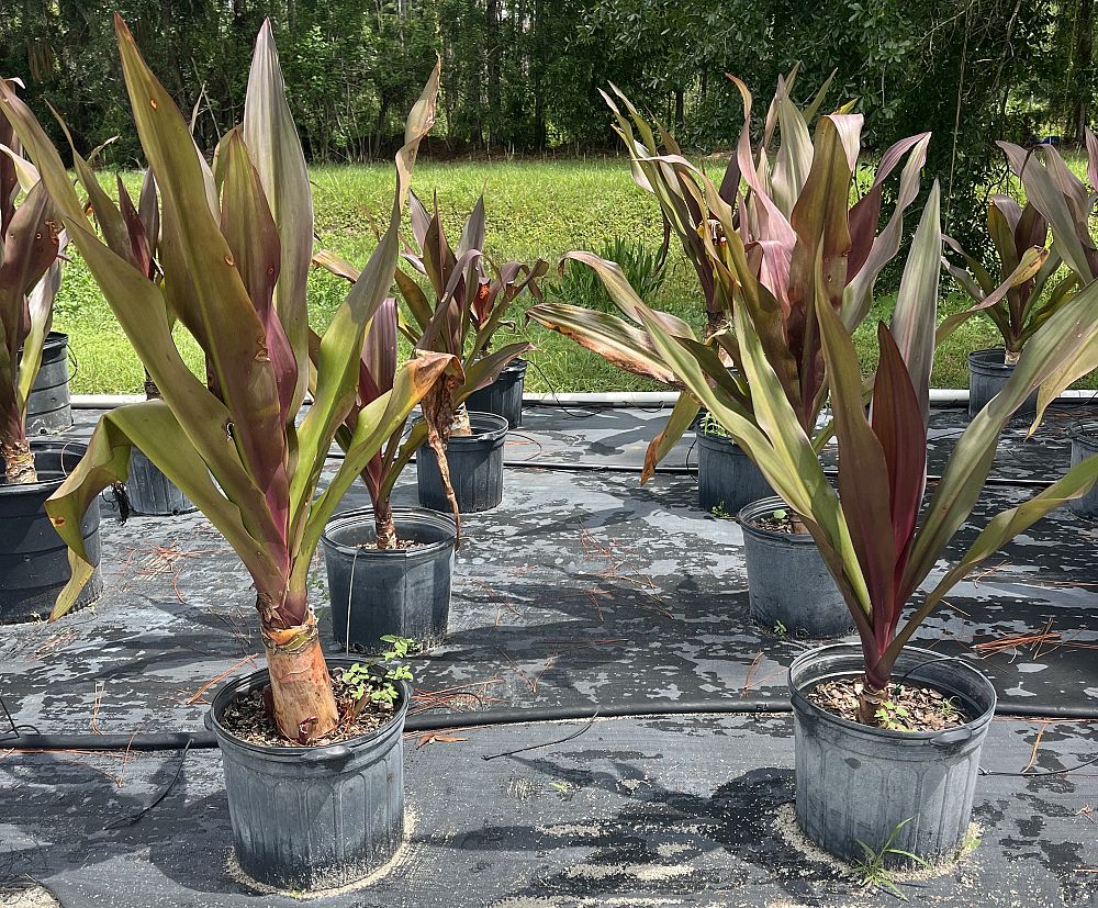 crinum-augustum-queen-emma-crinum-lily-queen-emma