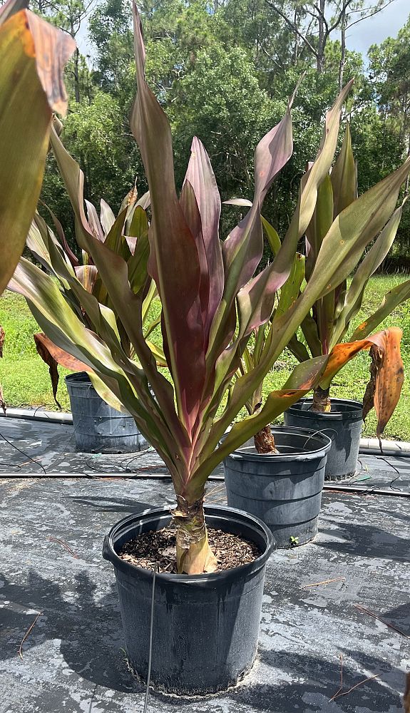 crinum-augustum-queen-emma-crinum-lily-queen-emma