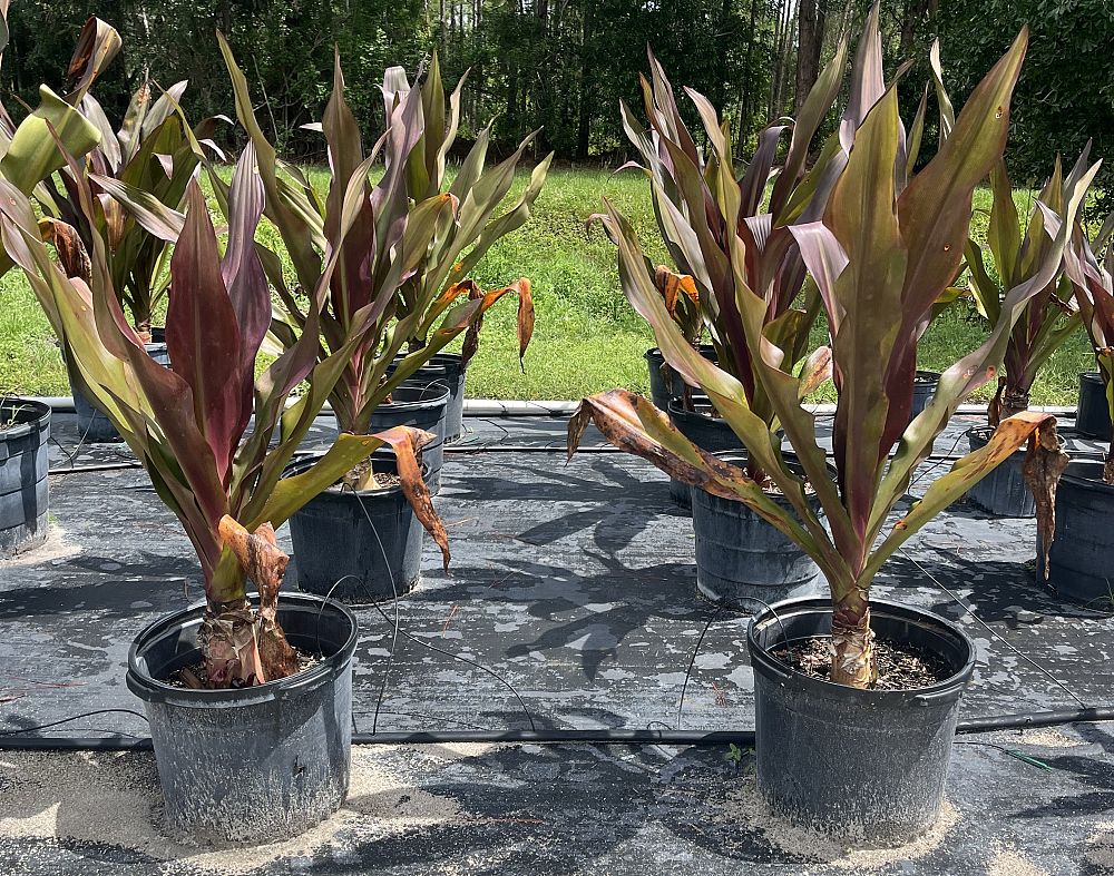 crinum-augustum-queen-emma-crinum-lily-queen-emma