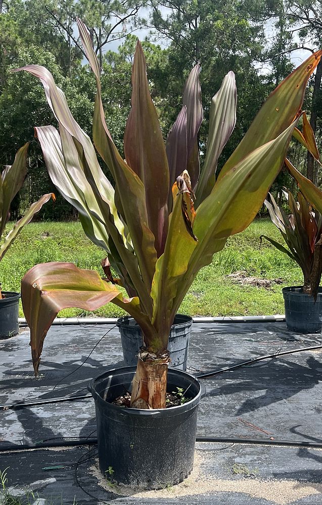 crinum-augustum-queen-emma-crinum-lily-queen-emma