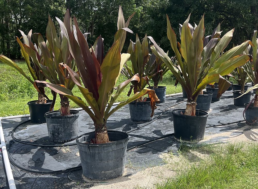 crinum-augustum-queen-emma-crinum-lily-queen-emma