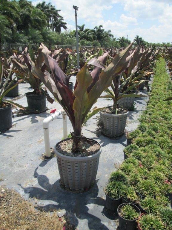 crinum-augustum-queen-emma-crinum-lily-queen-emma