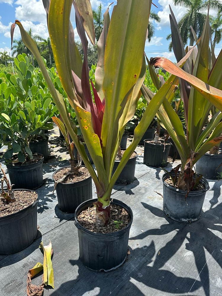 crinum-augustum-queen-emma-crinum-lily-queen-emma