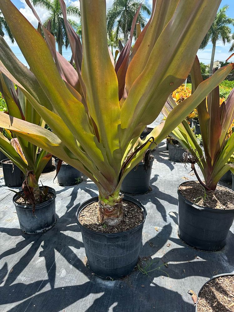 crinum-augustum-queen-emma-crinum-lily-queen-emma