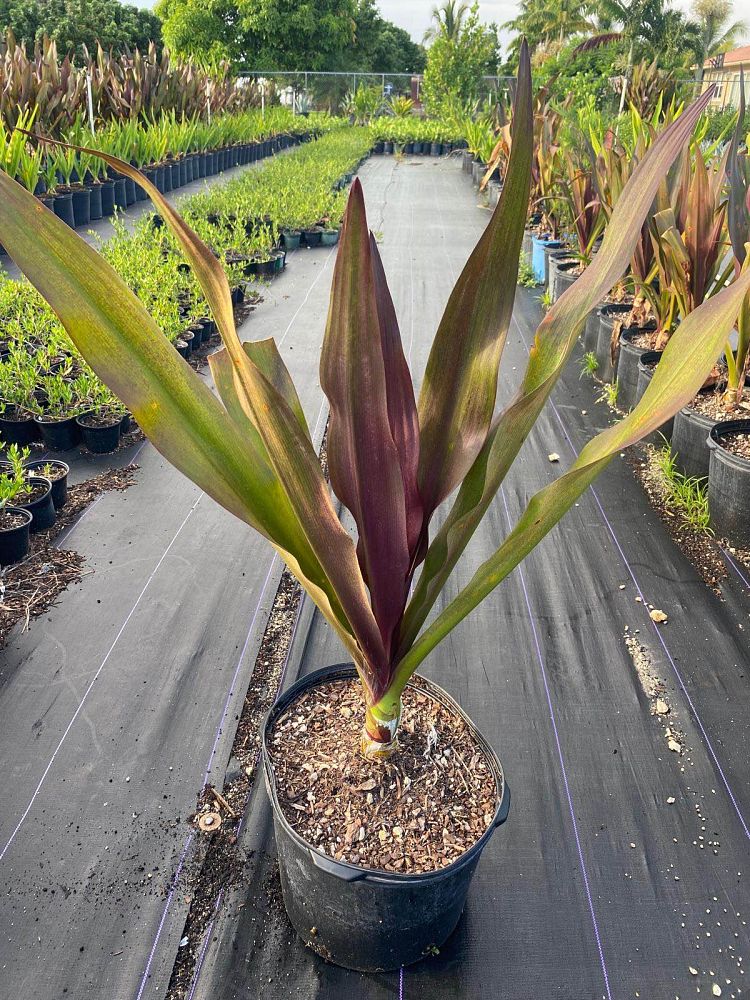 crinum-augustum-queen-emma-crinum-lily-queen-emma