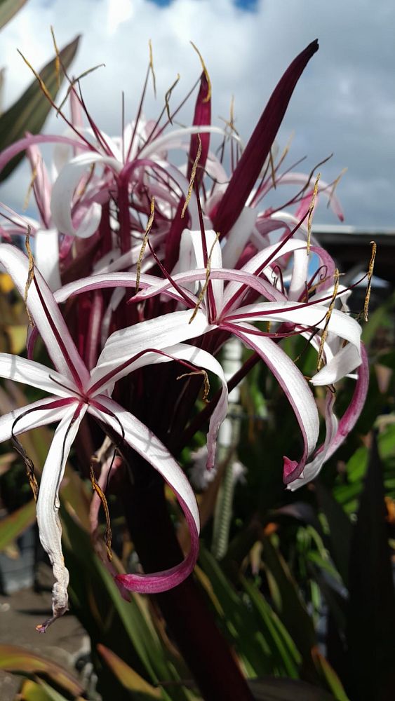 crinum-augustum-queen-emma-crinum-lily-queen-emma