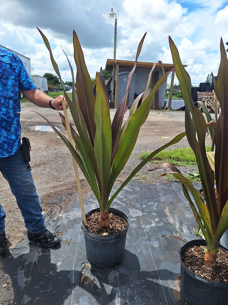 crinum-augustum-queen-emma-crinum-lily-queen-emma