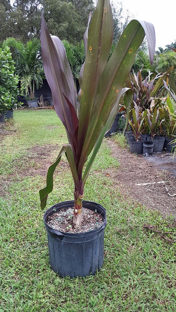 crinum-augustum-queen-emma-crinum-lily-queen-emma