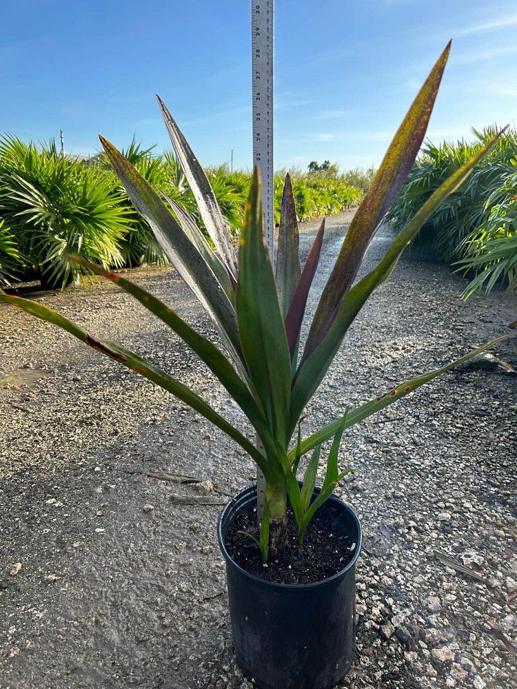 crinum-augustum-queen-emma-crinum-lily-queen-emma