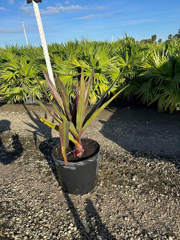 crinum-augustum-queen-emma-crinum-lily-queen-emma