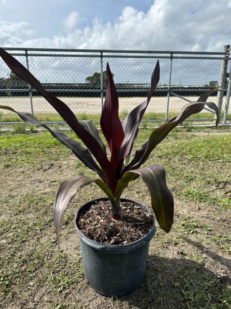 crinum-augustum-queen-emma-crinum-lily-queen-emma