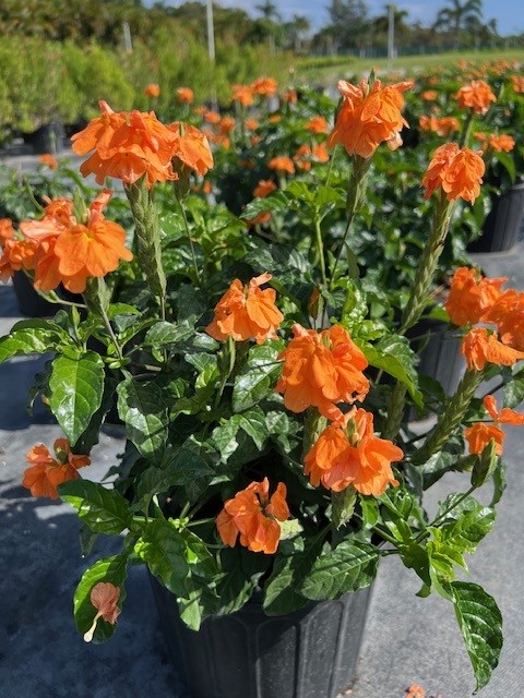 crossandra