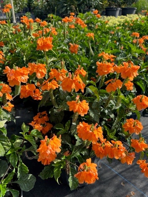 crossandra