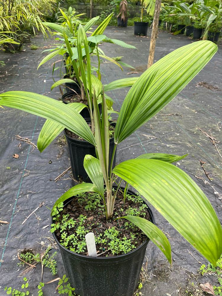 cryosophila-stauracantha-rootspine-palm