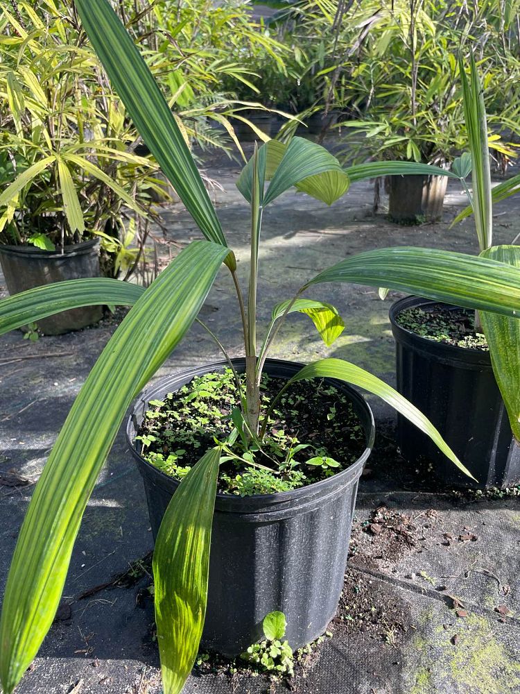 cryosophila-stauracantha-rootspine-palm