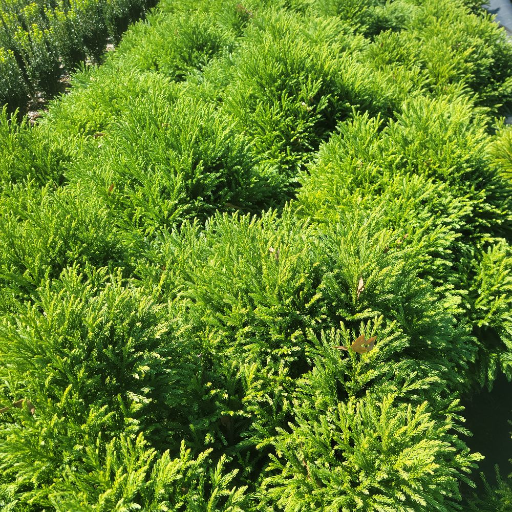 cryptomeria-japonica-globosa-nana-japanese-cedar