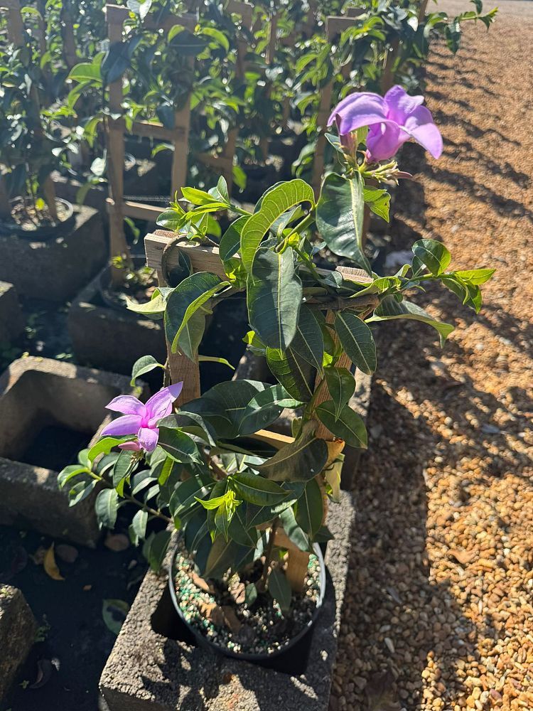 cryptostegia-grandiflora-purple-allamanda-rubber-vine