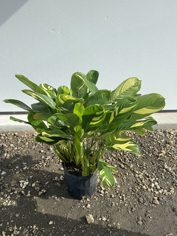 ctenanthe-lubbersiana-stromanthe-lubbersiana-calathea-lubbersii