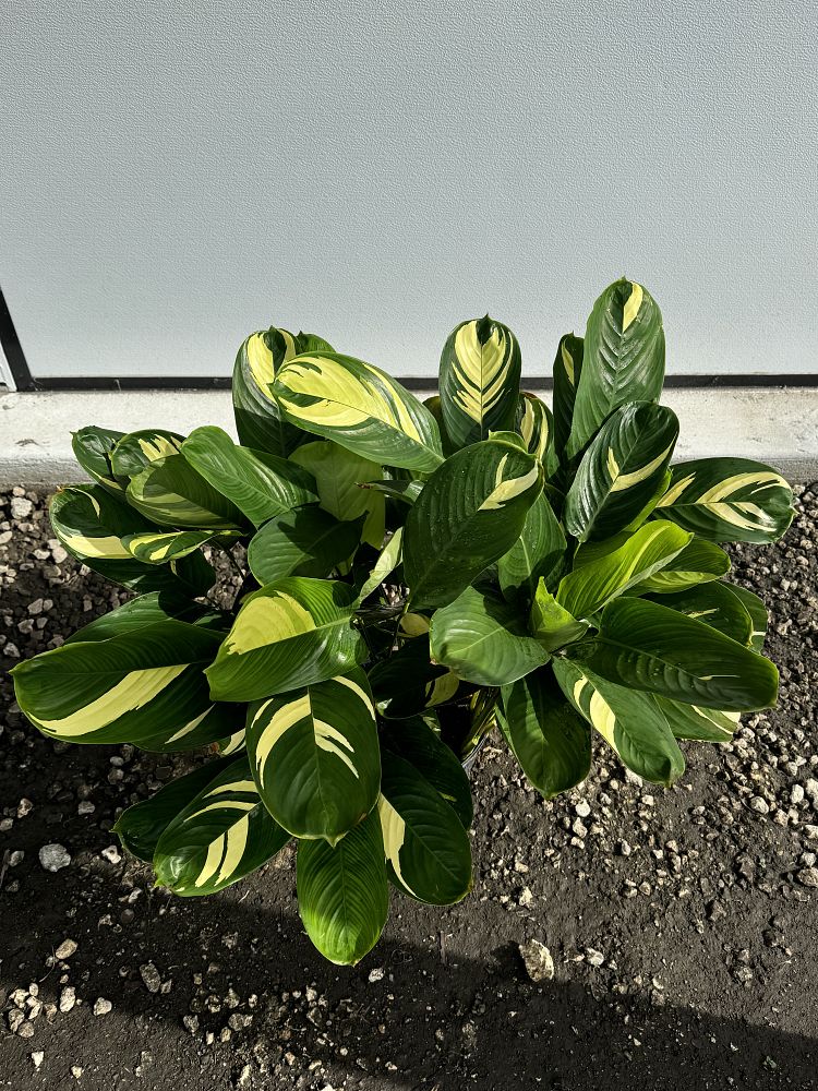 ctenanthe-lubbersiana-stromanthe-lubbersiana-calathea-lubbersii