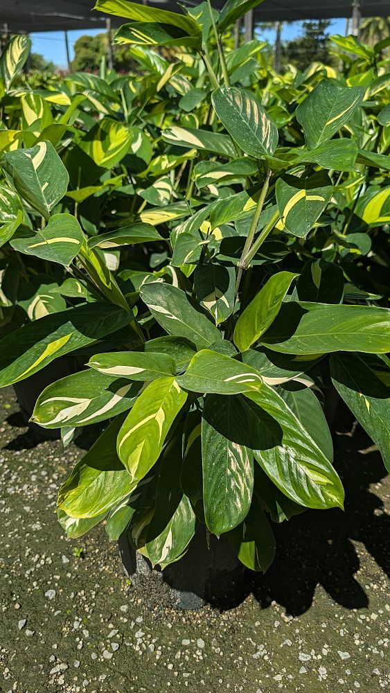 ctenanthe-lubbersiana-stromanthe-lubbersiana-calathea-lubbersii