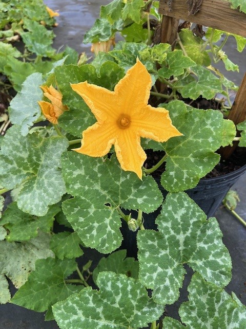 cucurbita-moschata-seminole-pumpkin-winter-squash-pumpkin