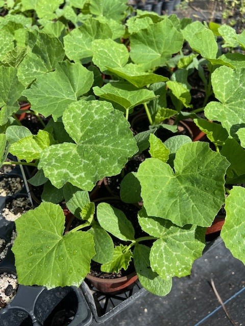 cucurbita-moschata-seminole-pumpkin-winter-squash-pumpkin