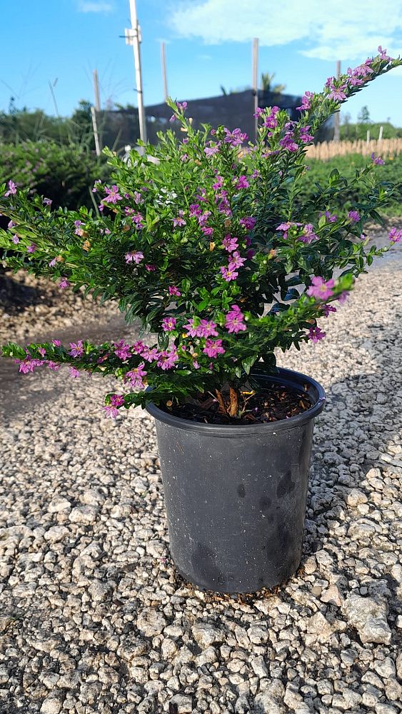 cuphea-hyssopifolia-mexican-heather