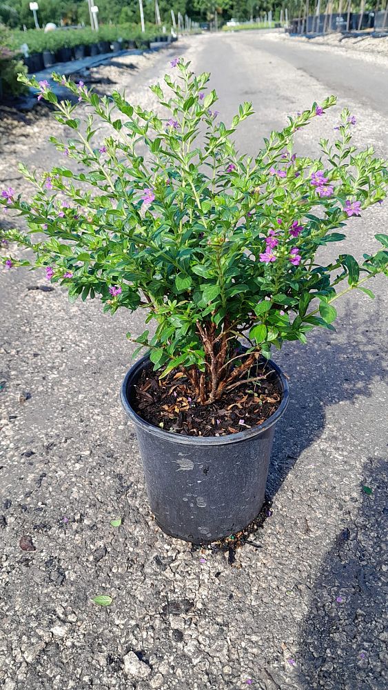 cuphea-hyssopifolia-mexican-heather