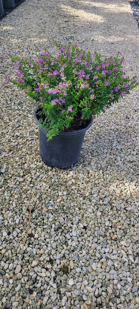 cuphea-hyssopifolia-mexican-heather