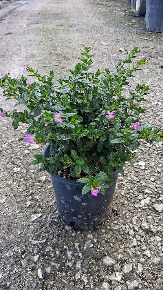 cuphea-hyssopifolia-mexican-heather