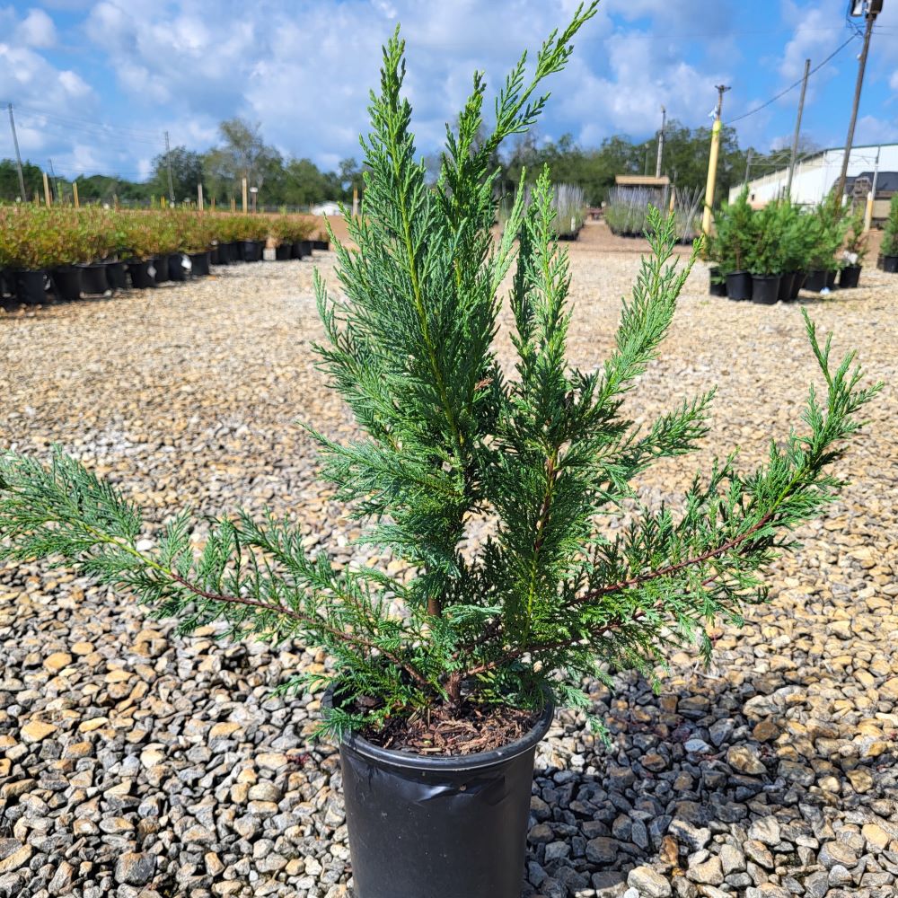 cupressocyparis-leylandii-leyland-cypress-hesperotropsis-leylandii-callitropsis-x-leylandii