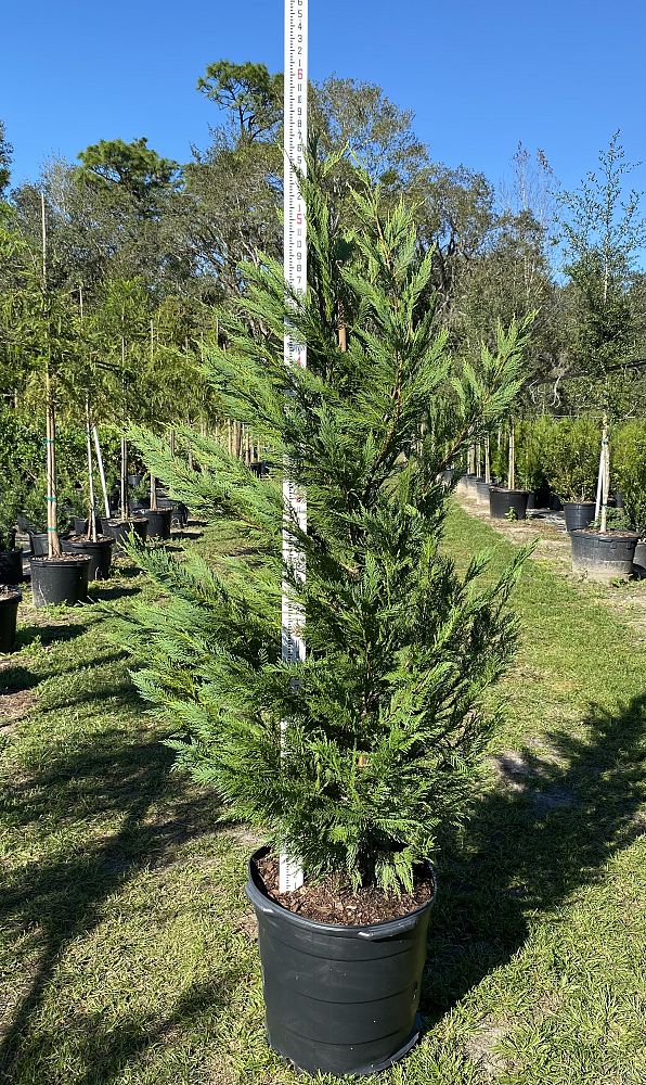 cupressocyparis-leylandii-leyland-cypress-hesperotropsis-leylandii-callitropsis-x-leylandii