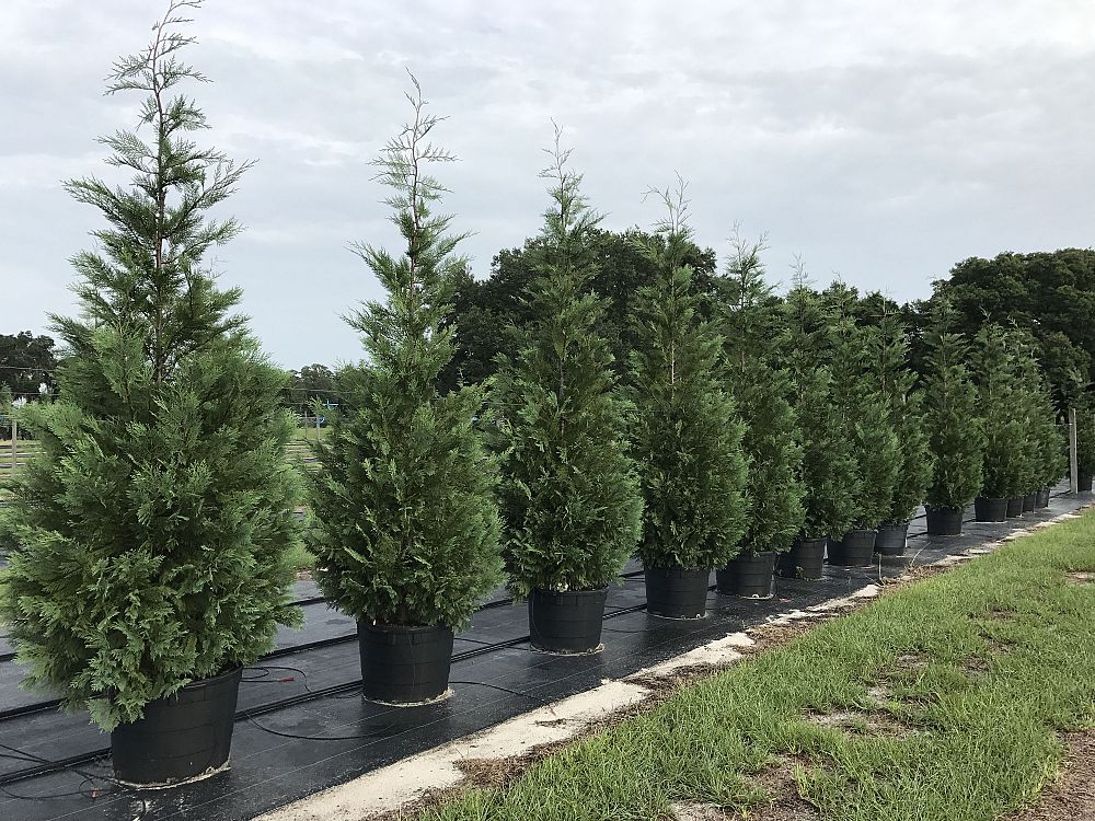 Sumter Gardens Tree Nursery | plantANT.com