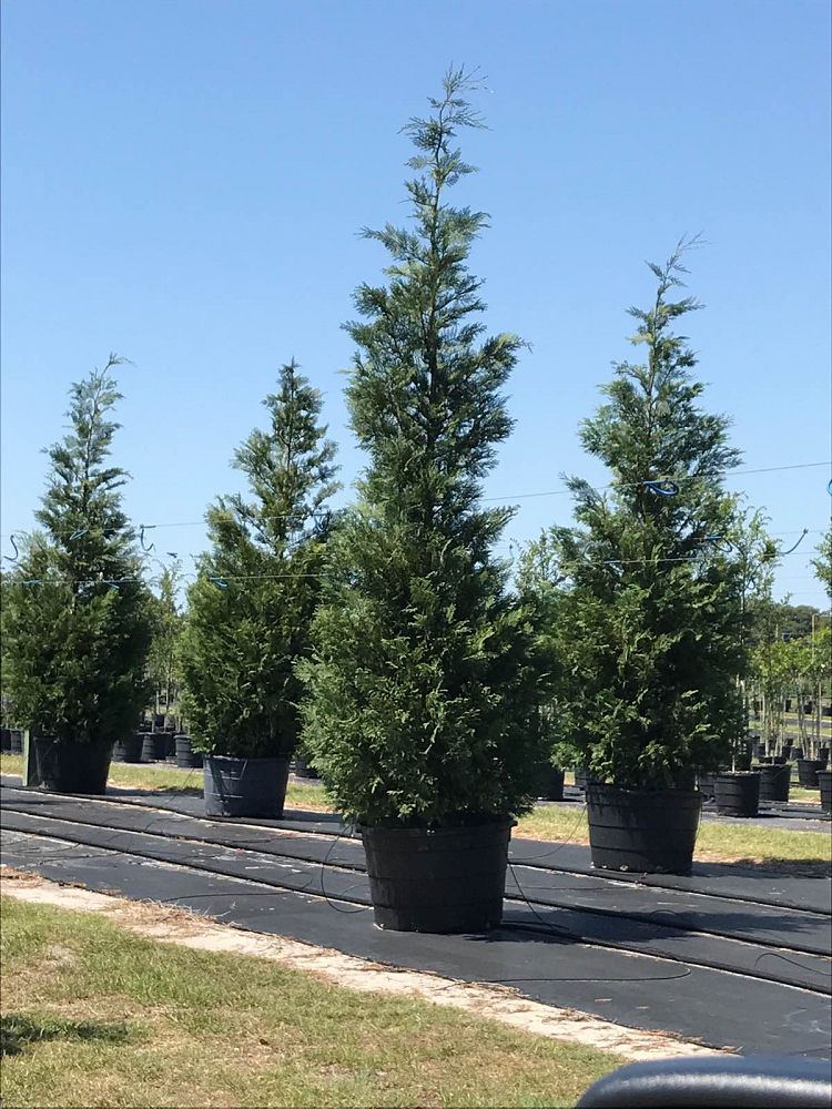 Sumter Gardens Tree Nursery | plantANT.com