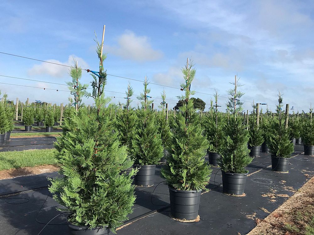 Sumter Gardens Tree Nursery | plantANT.com