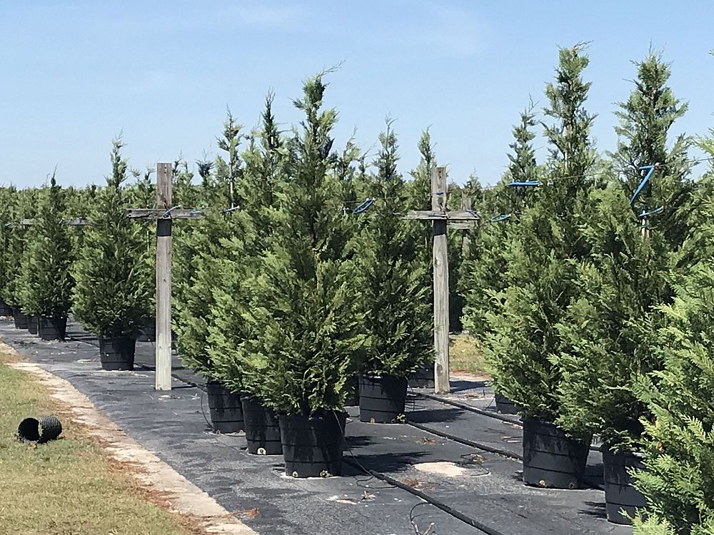 Sumter Gardens Tree Nursery | plantANT.com