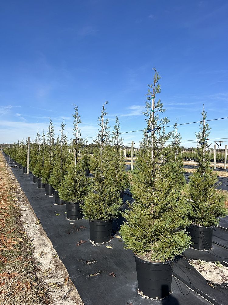 cupressocyparis-leylandii-madeline-leyland-cypress-hesperotropsis-leylandii-callitropsis-x-leylandii