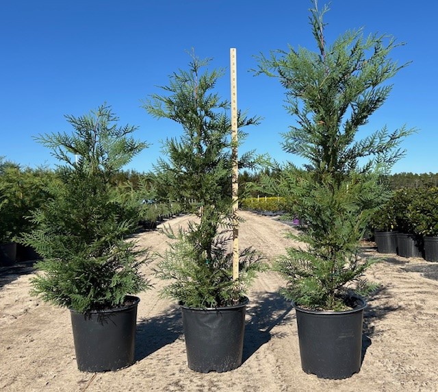 cupressocyparis-leylandii-murray-leyland-cypress-hesperotropsis-leylandii-callitropsis-x-leylandii