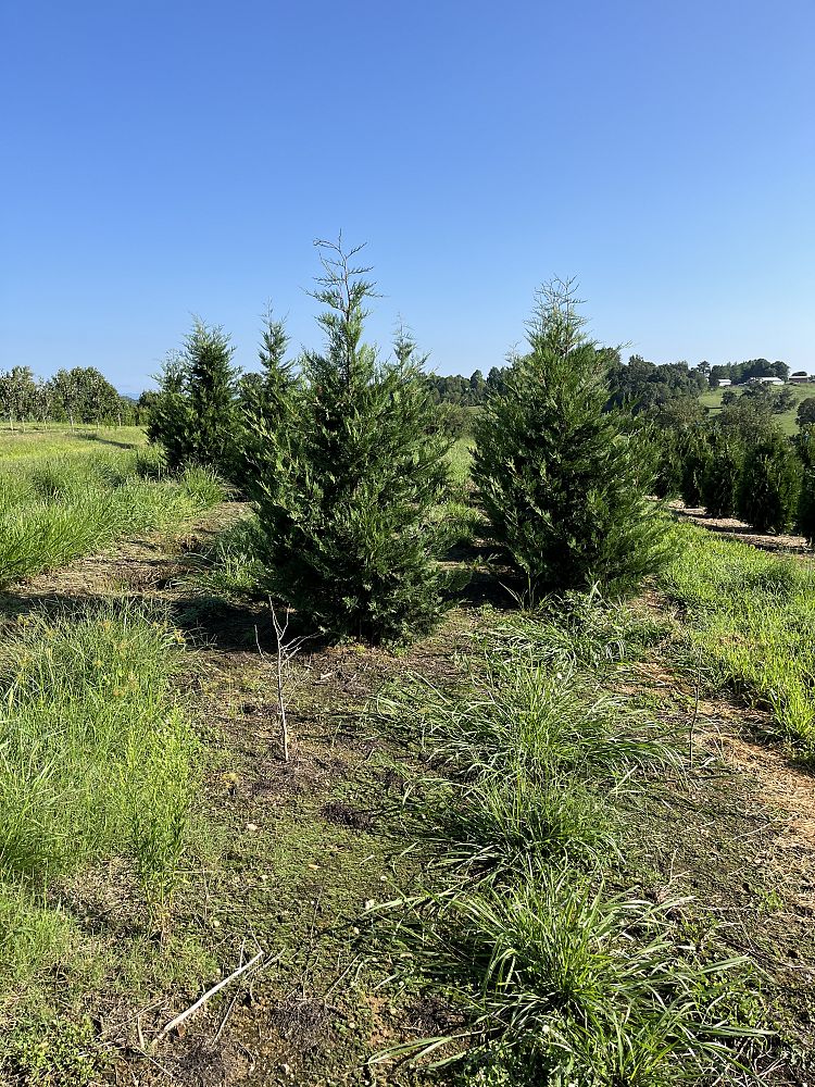 cupressocyparis-leylandii-murray-leyland-cypress-hesperotropsis-leylandii-callitropsis-x-leylandii