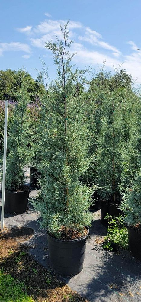 cupressus-arizonica-arizona-cypress