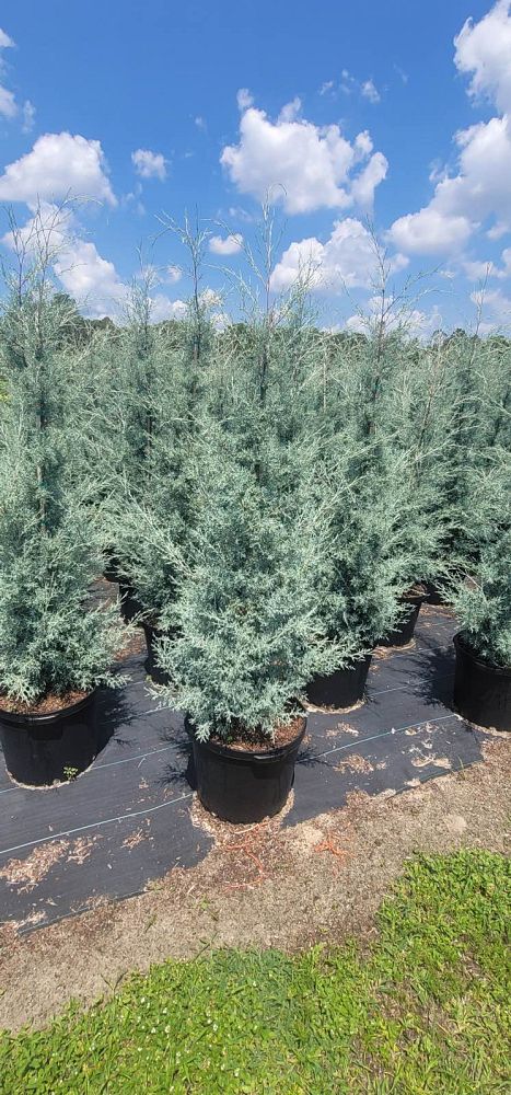 cupressus-arizonica-arizona-cypress