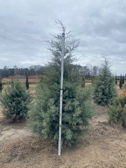 cupressus-arizonica-glabra-blue-ice-arizona-blue-cypress-smooth-bark-arizona-cypress-callitropsis-glabra